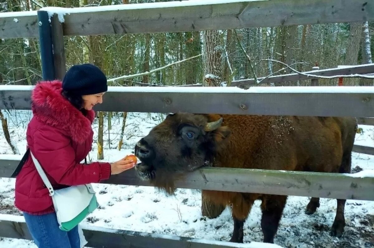    Мулагрес и Мурабелла.