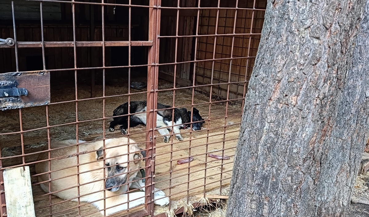 Тихий час после прогулок. Гектор думает, не слопать ли куриную шейку, пока Найда спит.