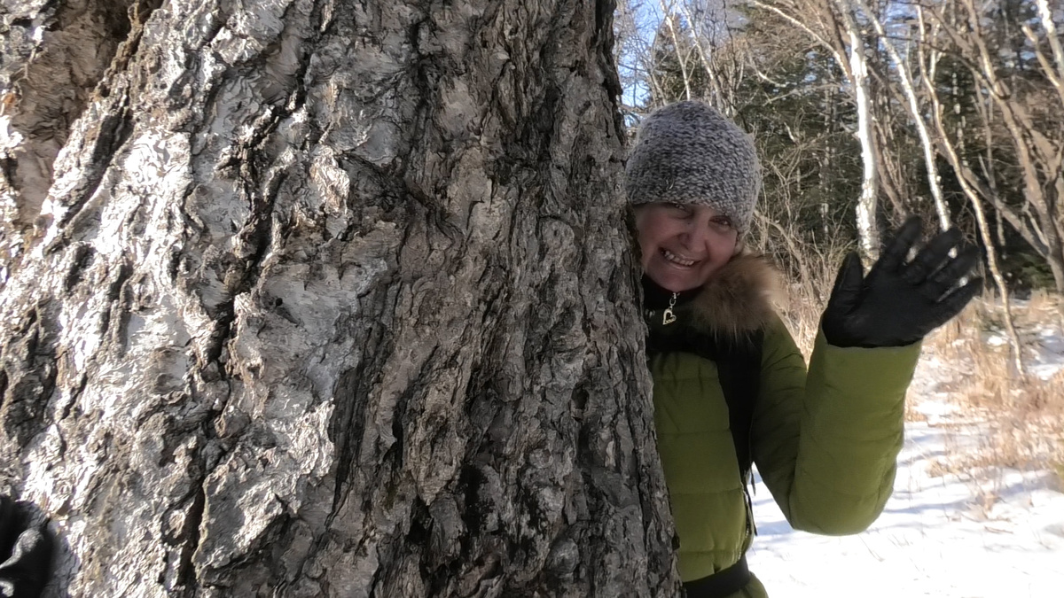 Белая берёзка