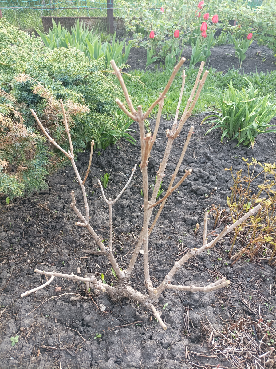 старший куст, 20 мая