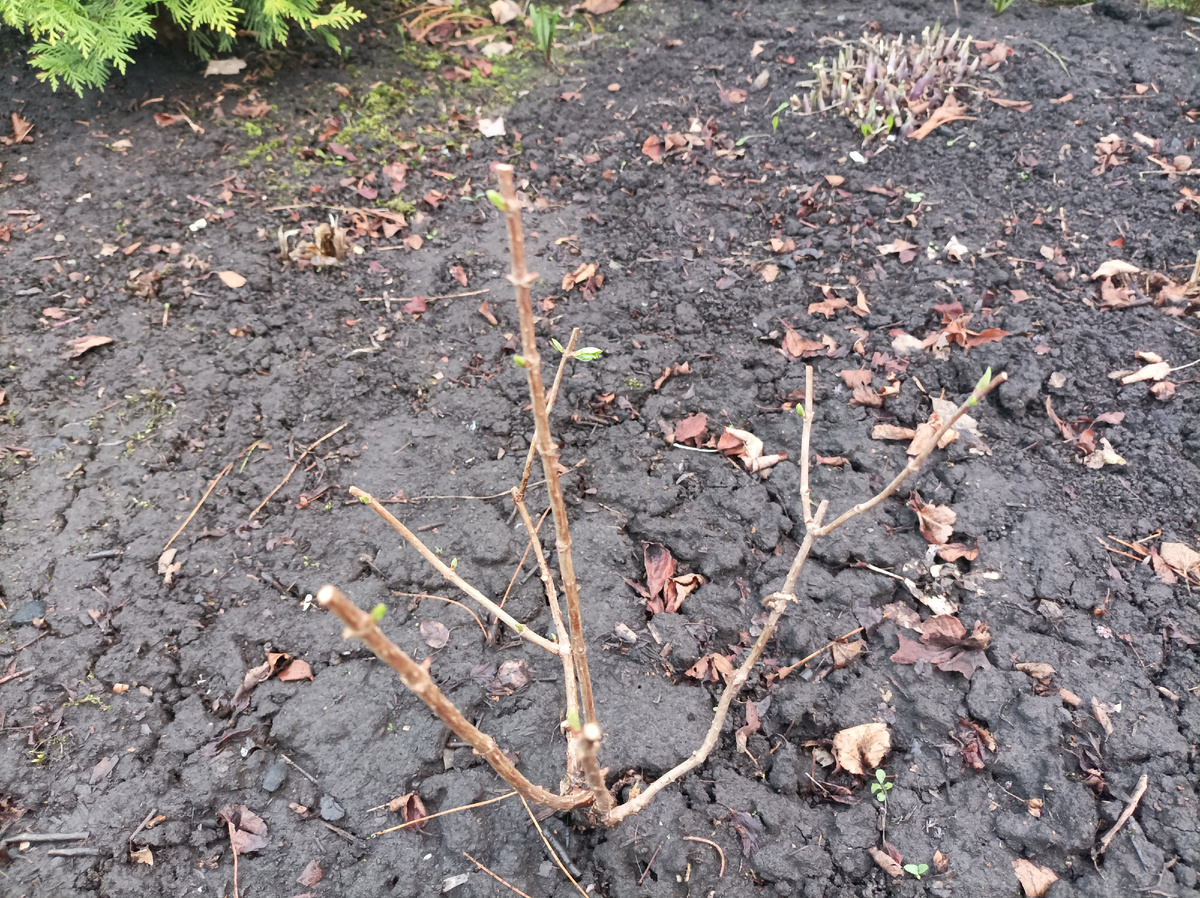 младший куст, 20 мая