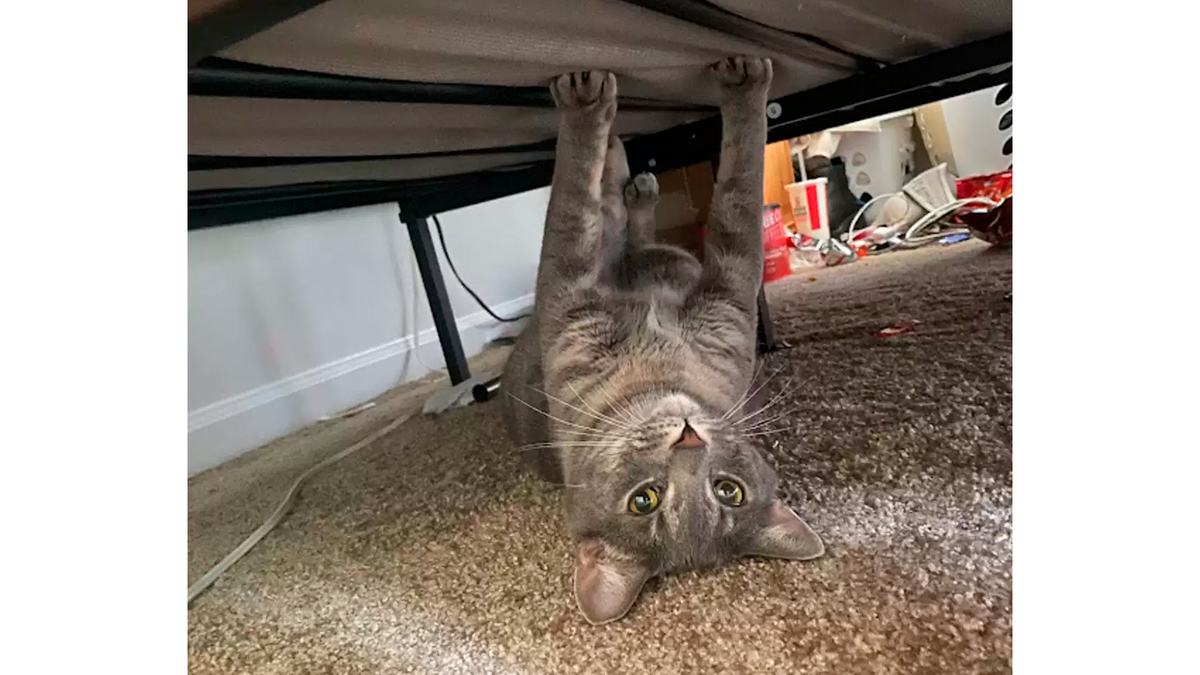    Кошка сделает все, чтобы ее хозяева навсегда отказались от сна