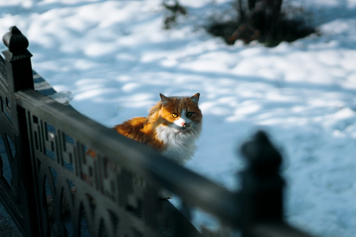 Фото: Сергей Удовиченко