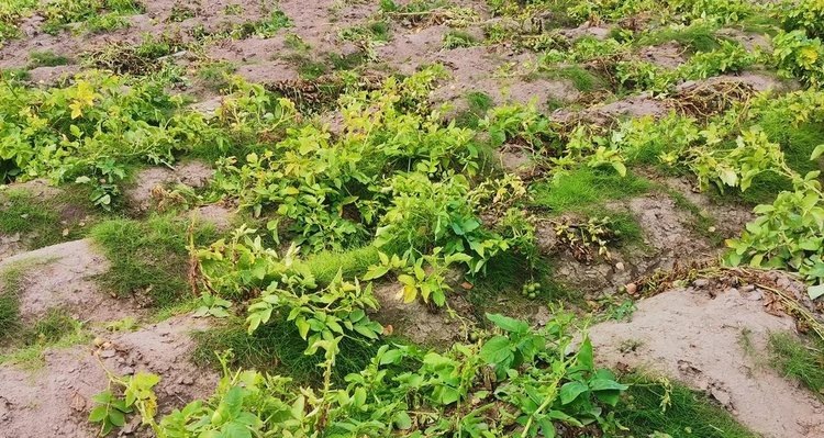    Грозного врага картофеля разберут на молекулы для поиска новых методов защиты второго хлеба