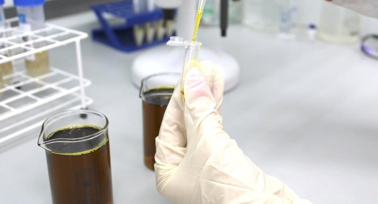    Качество рапса и сои в Алтайском крае стабильно высокое: итоги 2024