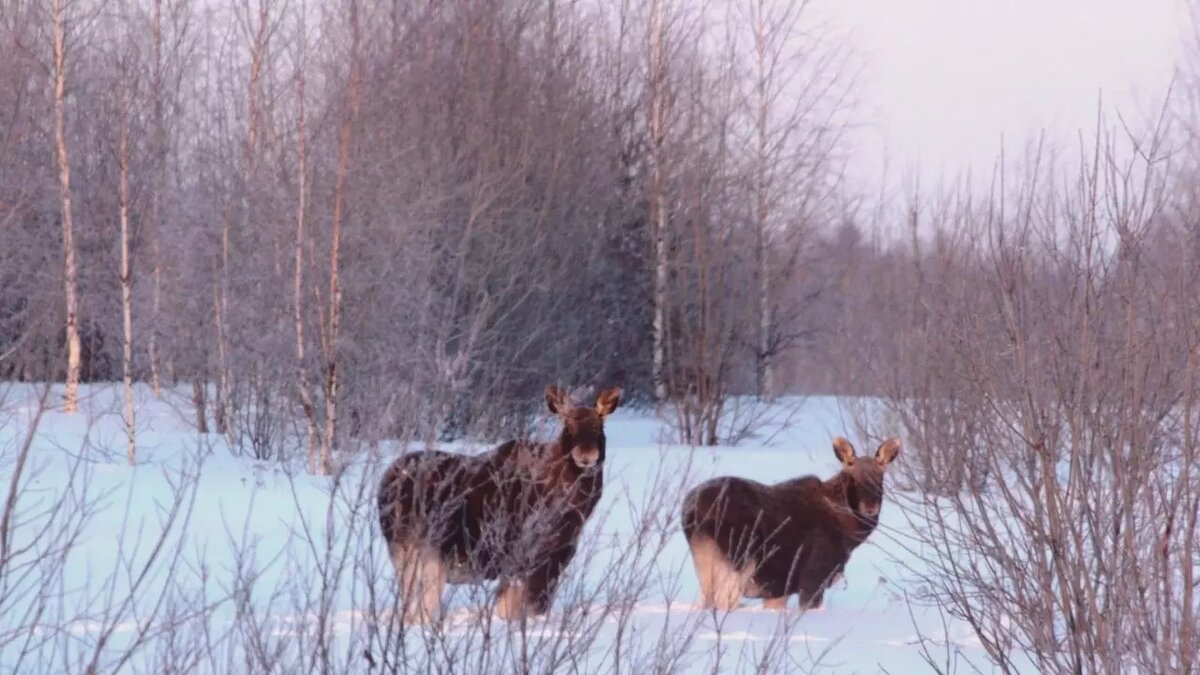     Источник: Пресс-служба главы и правительства Удмуртии