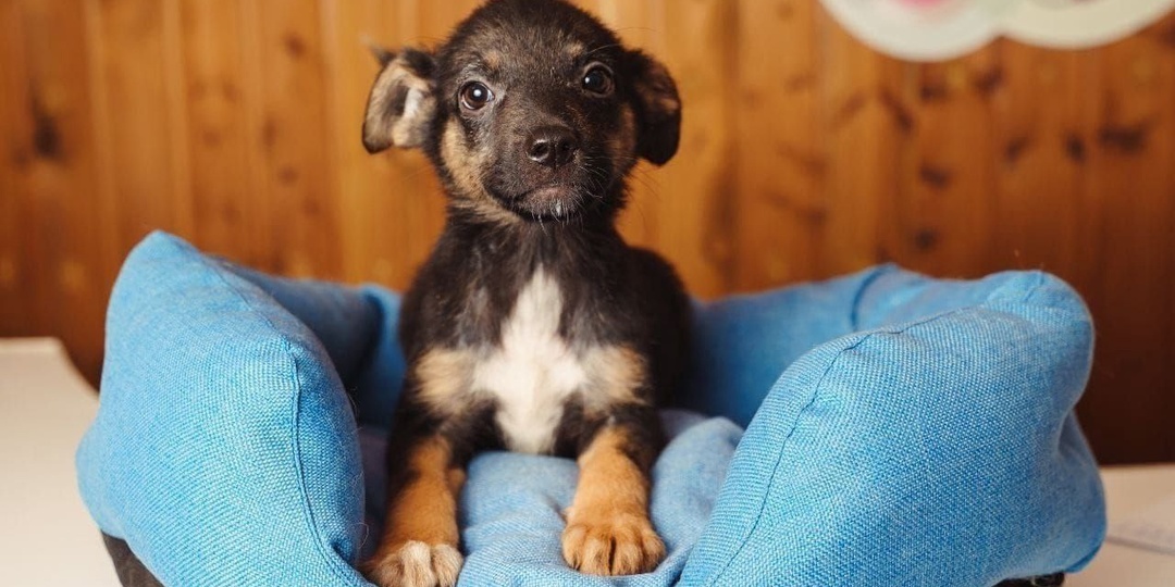 Подрос и стал настоящим красавцем!