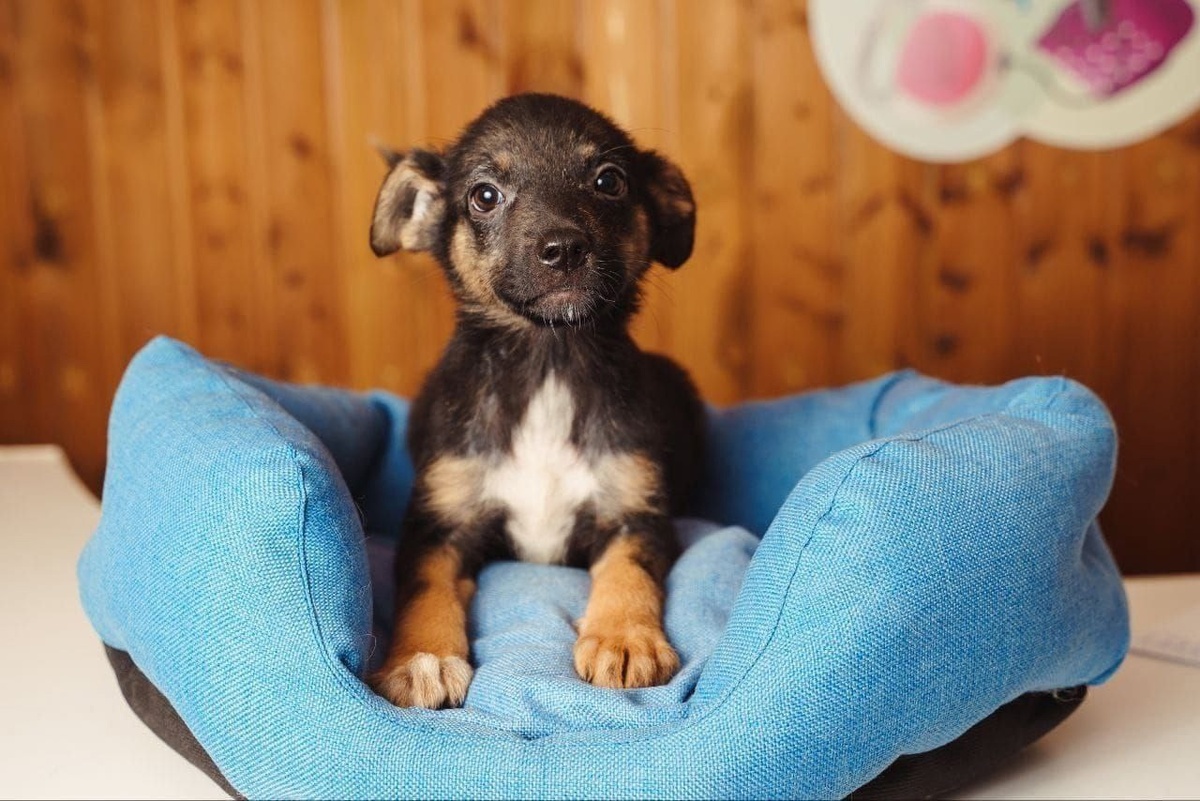 Кроху и его братик с сестричками мы выкармливали почти с самого рождения...