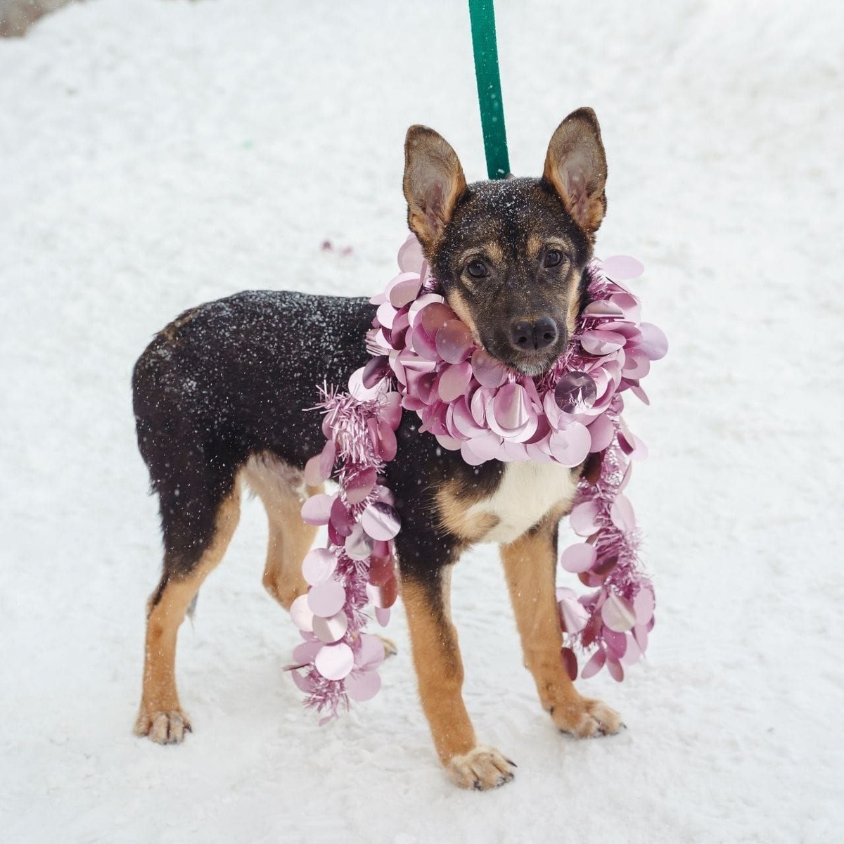 Ну разве не красавец?