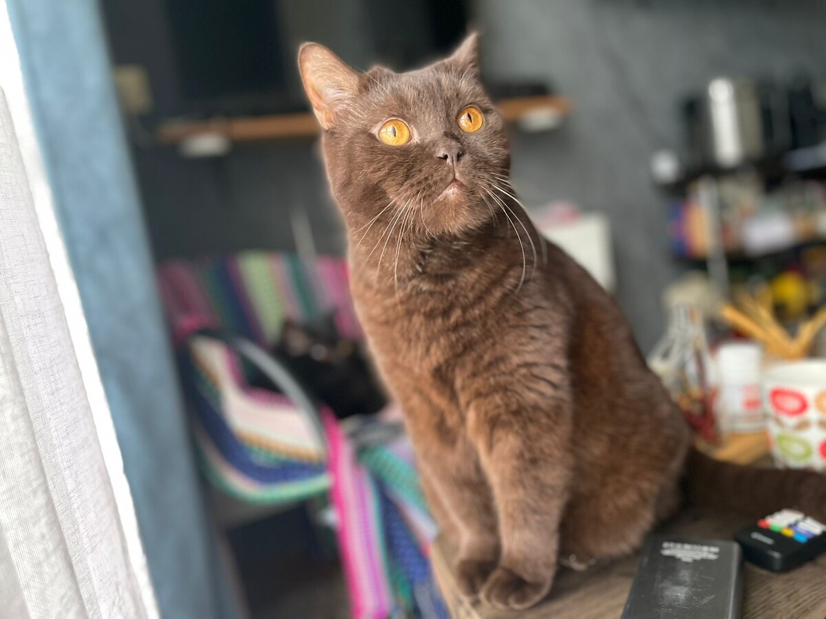 На фото кот Масик, он же известный террорист по кличке Кубик.