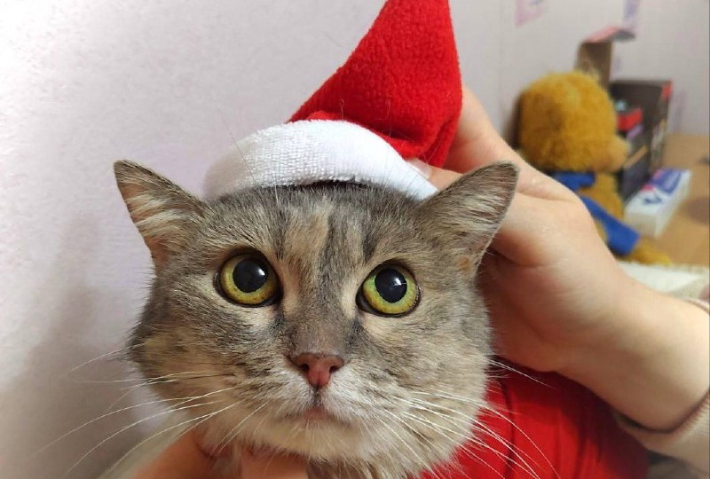 Кому нового друга на Новый год?