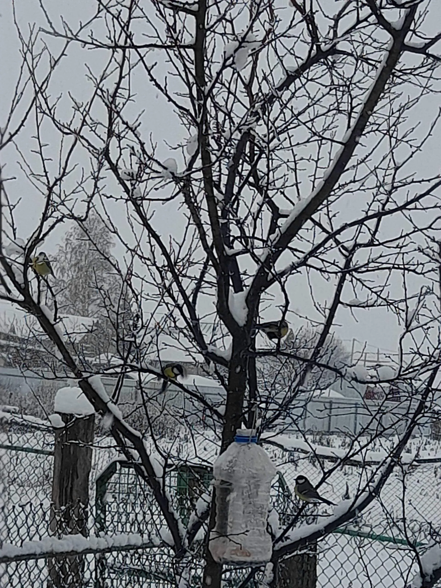 У нас сегодня вот так.Фото автора.