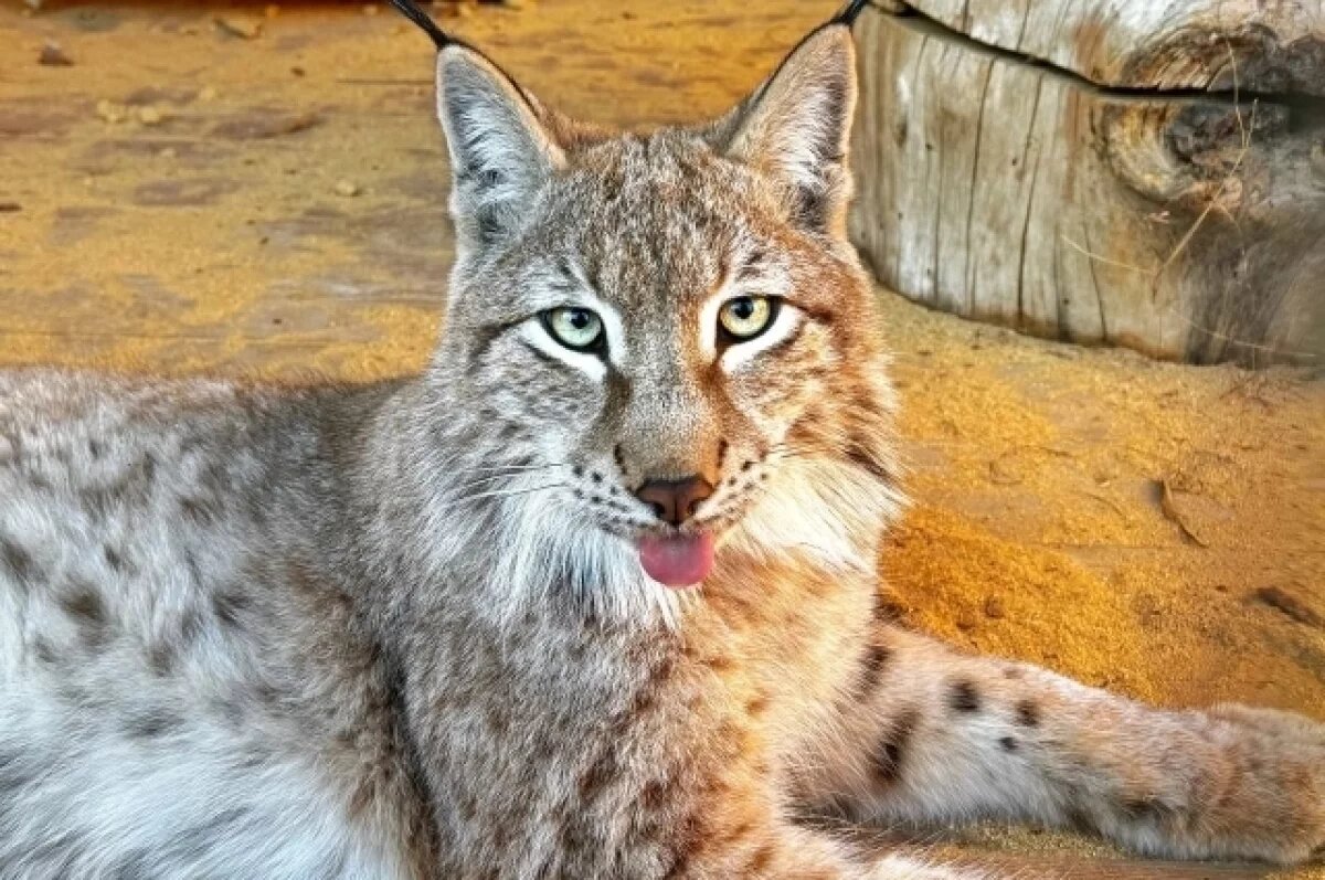    Рысь с Камчатки привезли в Парк львов «Земля Прайда» к подружке