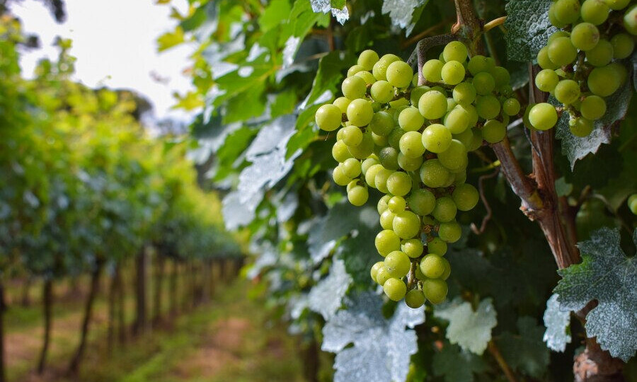 Виноградная шпалера – важный элемент ведения культуры винограда