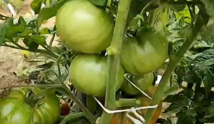 Плоды томатов Улуру Охра. Штамб необходимо укреплять хорошей опорой.