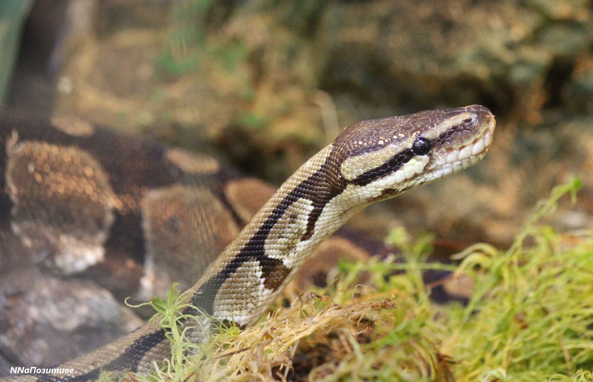 Самой старой змее около 50 лет