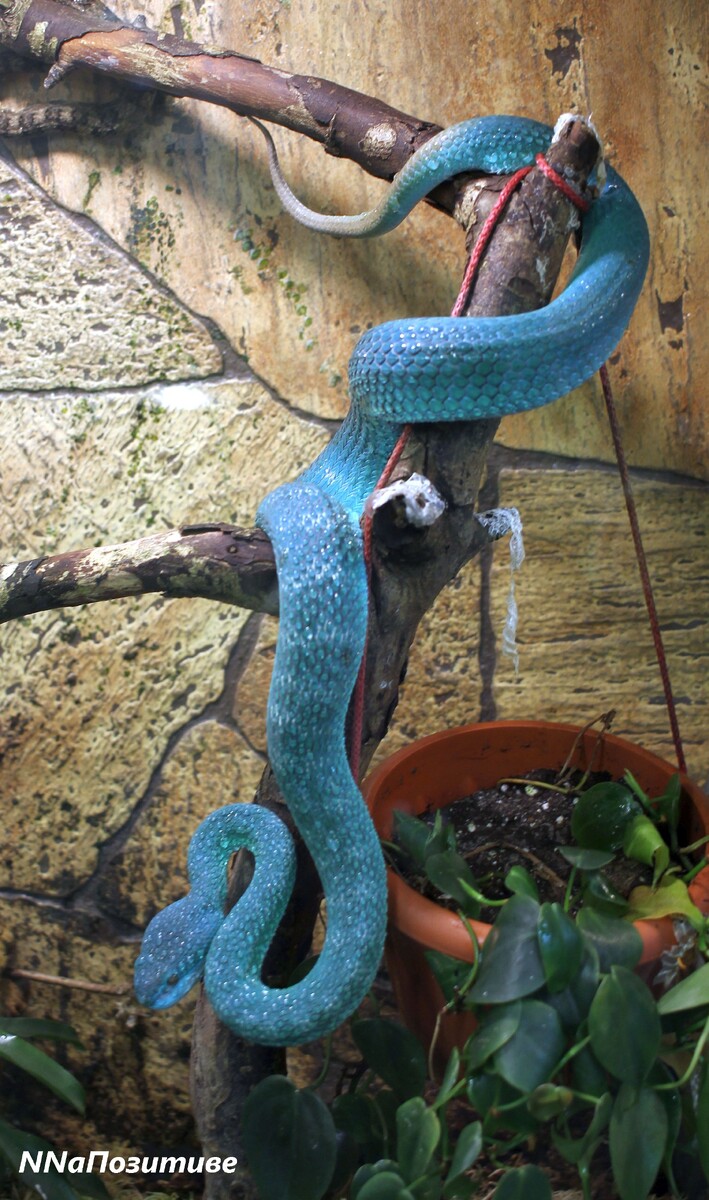 Самая красивая и самая опасная