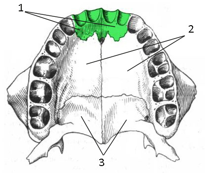 1 - Резцовая кость (премаксилла); 2 - Верхнечелюстная кость (парная); 3 - Нёбная кость (парная). 