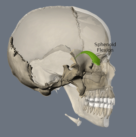 "Краниальное дыхание" (движение черепных костей во флексии и экстензии).
