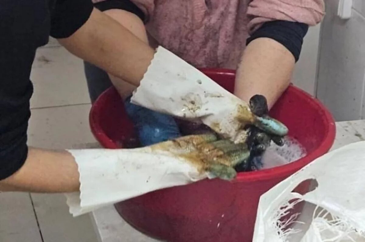    Погибших от мазута птиц на Кубани будут утилизировать ветеринарные службы