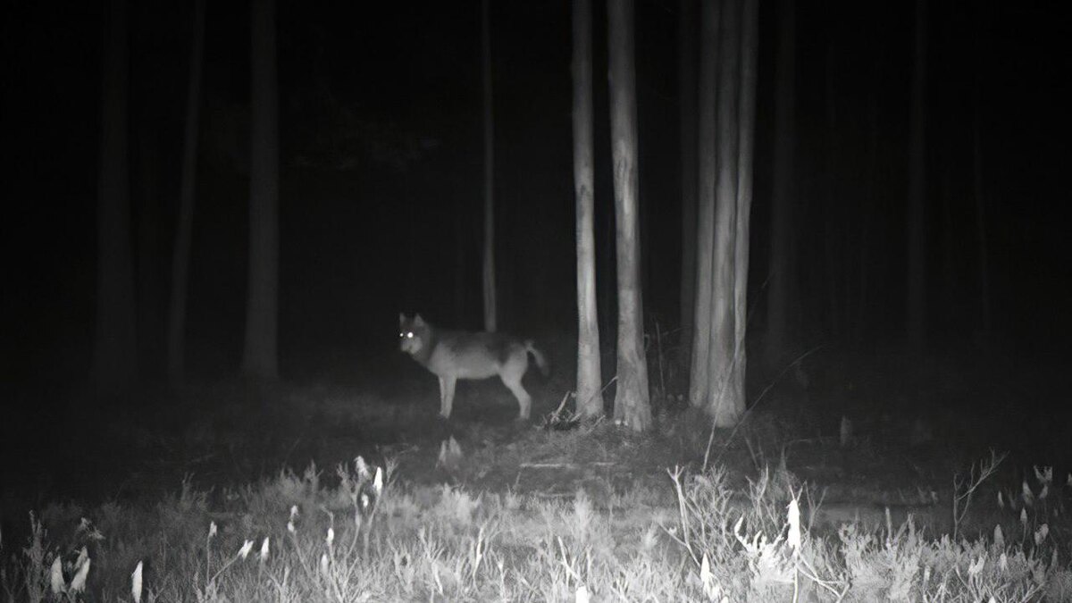    Фото: t.me/kazdoytvaripopare