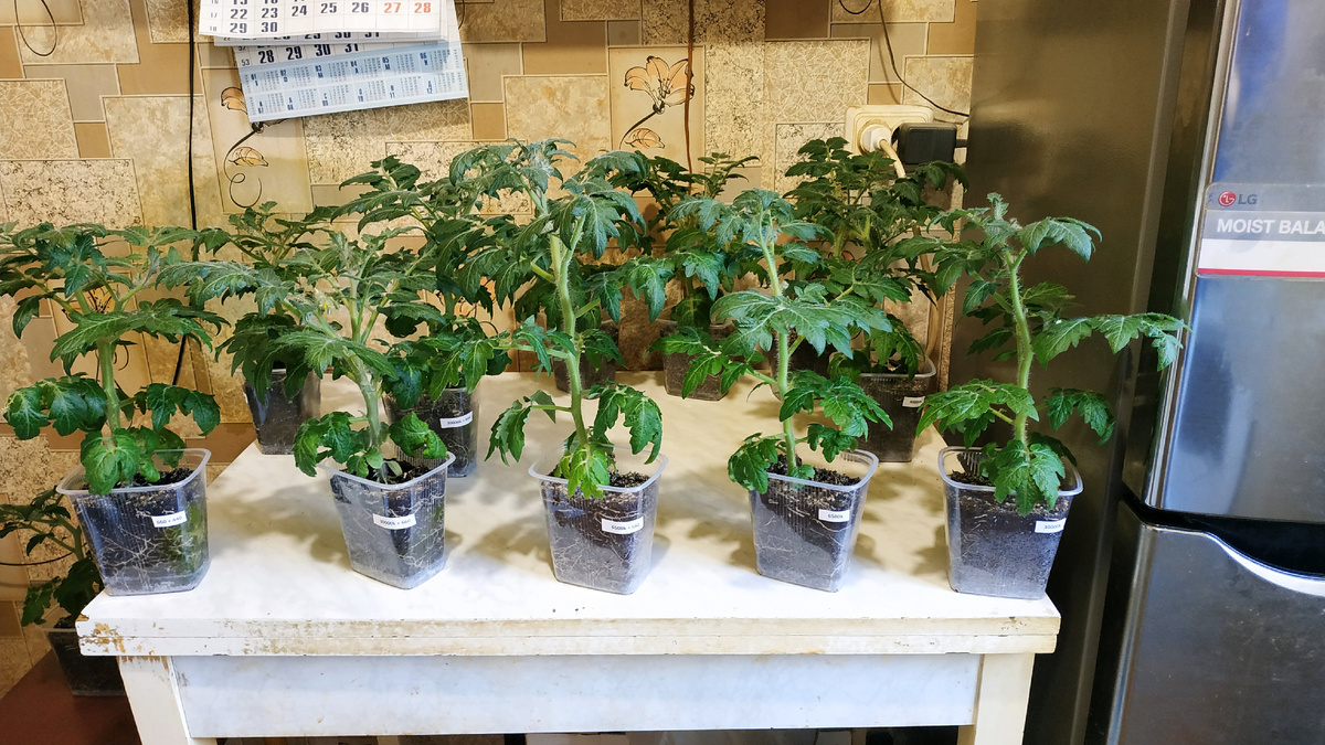 Помидоры под разными лампами. Мои давние эксперименты.