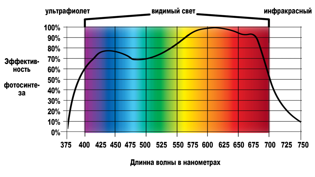 Реальный спектр поглощения света растениями