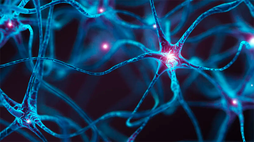 Репрезентативное изображение нейронов головного мозга.  БлэкДжек3D /iStock 