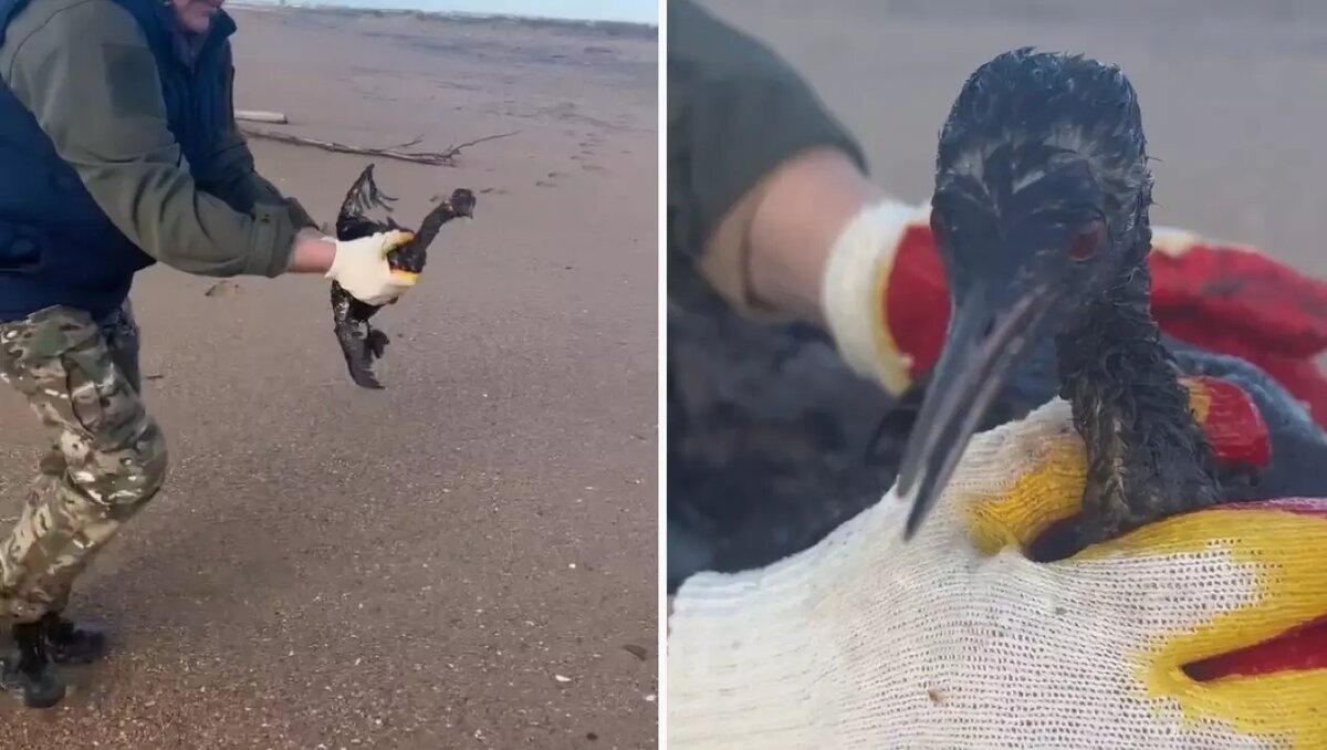     Источник: скриншоты видео пресс-службы мэрии Анапы