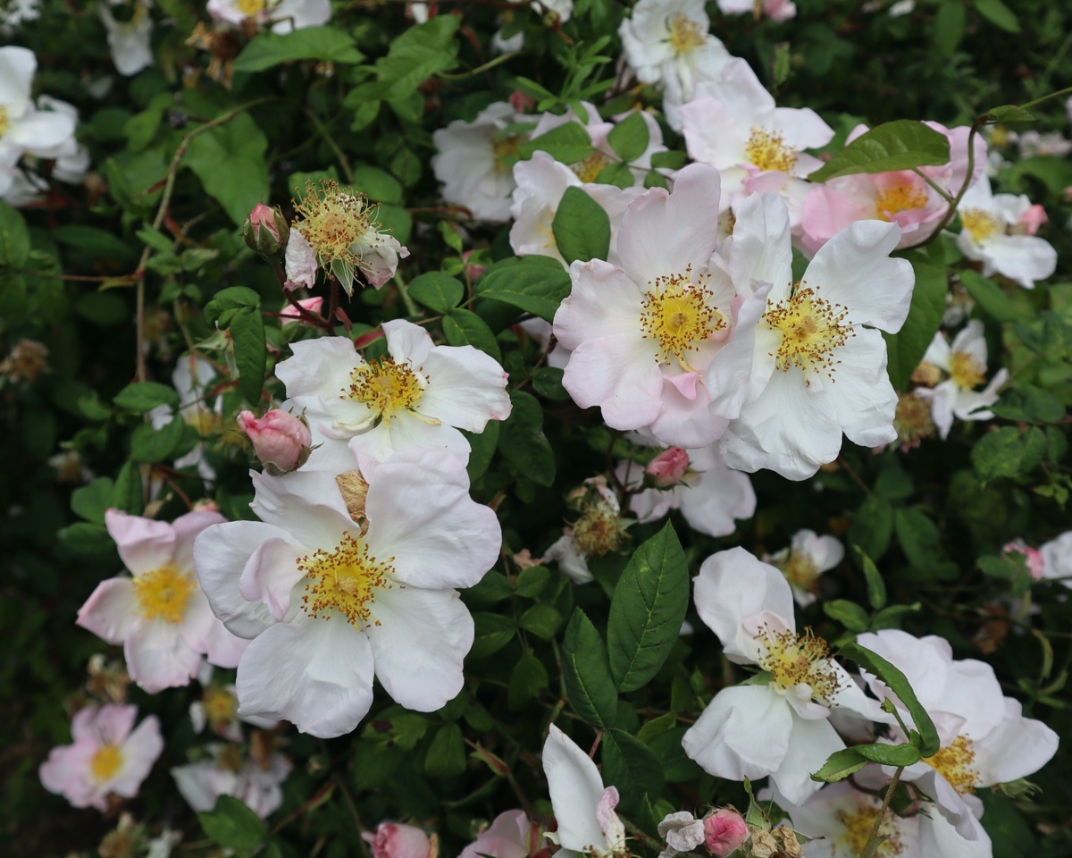 Роза абиссинская, или священная (святая), она же роза Ричарда и роза Св. Иоанна (Rosa sancta/Rosa abyssinica/Rosa richardii) в саду М. Фостера (Великобритания, Кент, ферма "Уайтхаус"). Фотограф - Джек Олдридж. 8 июня 2024 г.