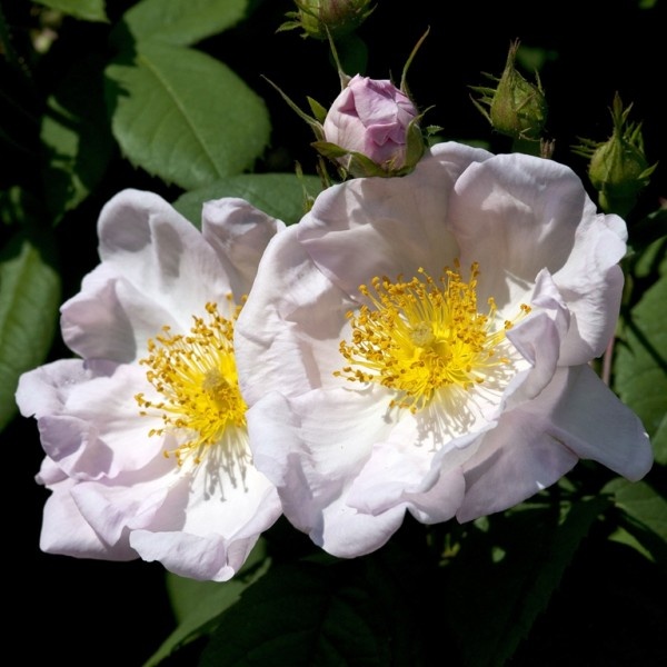 Роза абиссинская, или священная (святая), она же роза Ричарда и роза Св. Иоанна (Rosa sancta/Rosa abyssinica/Rosa richardii) - фото из питомника Ландхаус Эттенбюль (Германия, Баден-Вюртемберг).