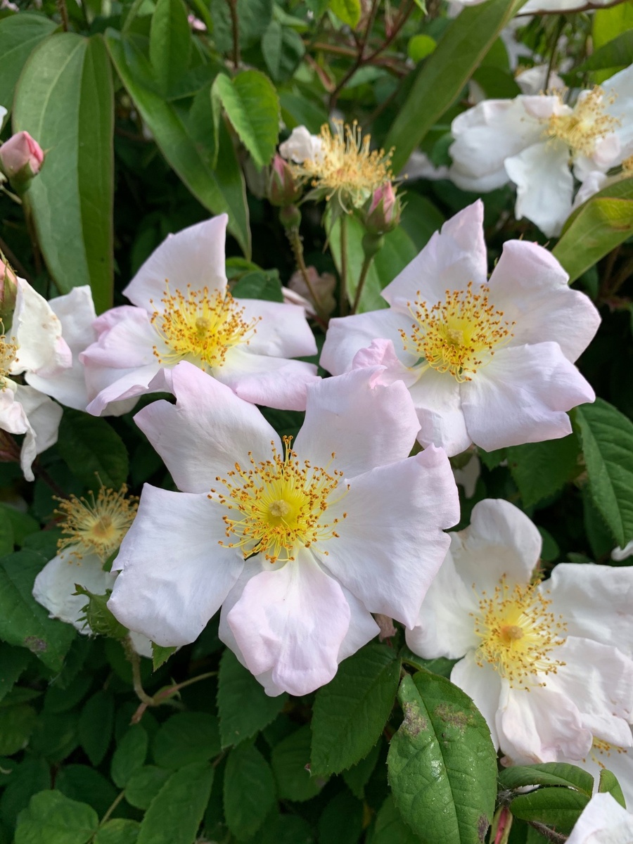 Роза абиссинская, или священная (святая), она же роза Ричарда и роза Св. Иоанна (Rosa sancta/Rosa abyssinica/Rosa richardii) в саду Лайм-Клоуз (Великобритания, Оксфордшир, 26 мая 2020 г.). Автор снимка - Мари-Кристин де Лобаред.