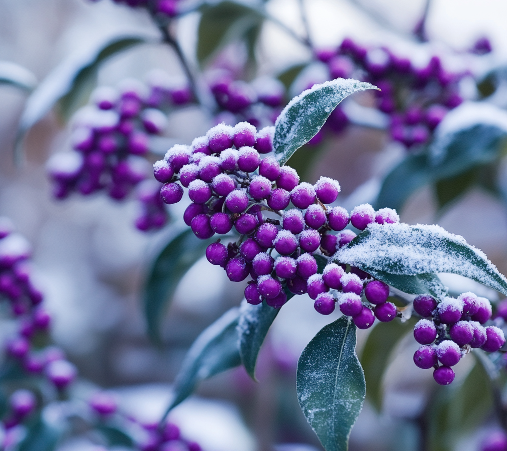 Красивоплодник 