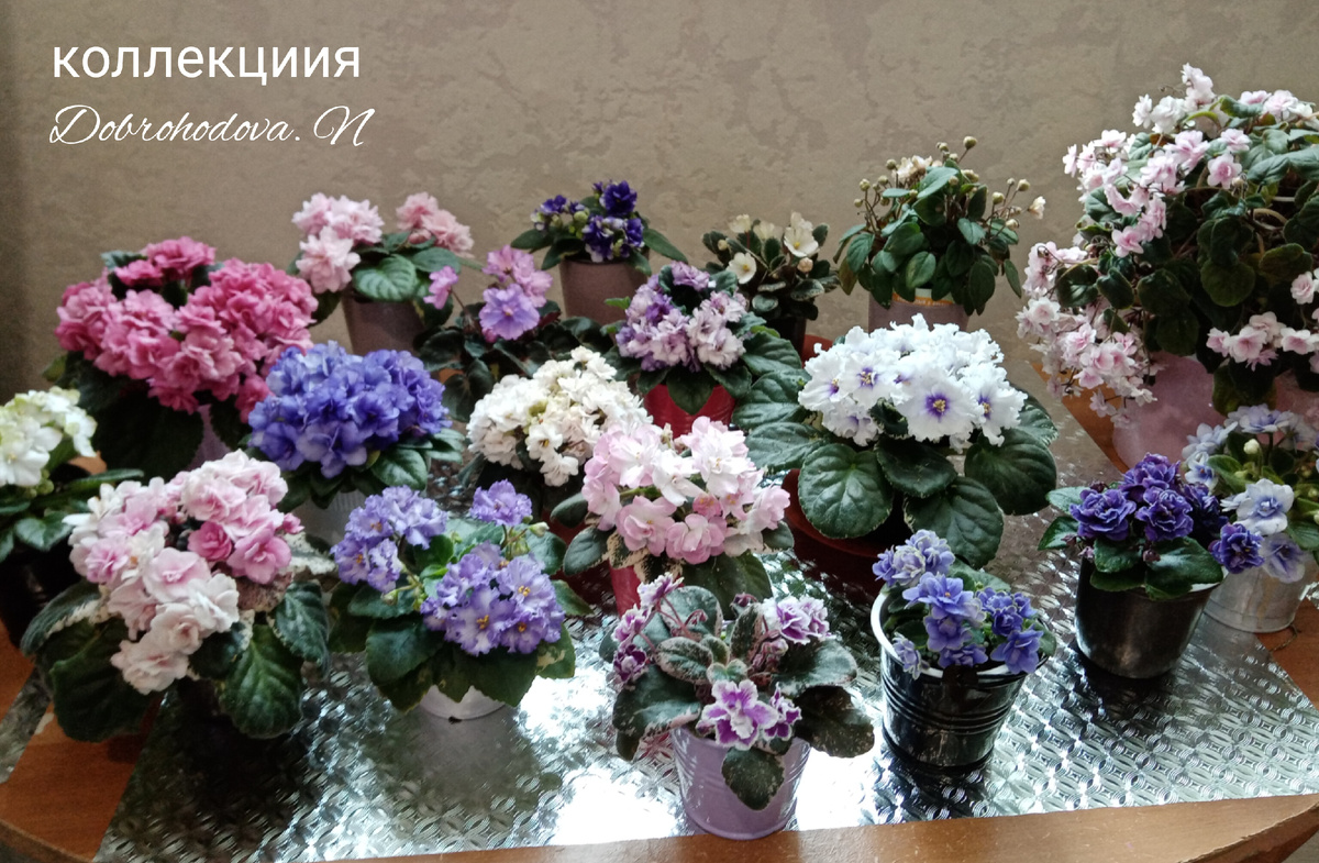 моя небольшая часть из колекции в цветении