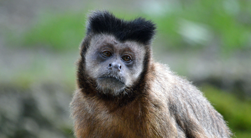   Wald1siedel / Wikimedia Commons / CC BY-SA 4.0