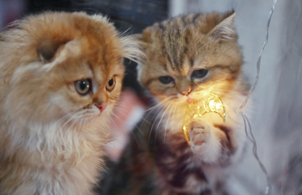 Фото: РИА Новости/Наталья Селиверстова