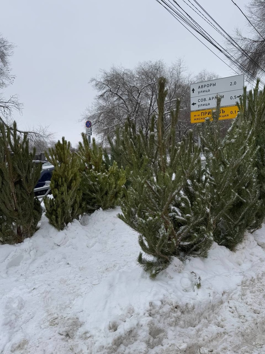    Бюджетный вариант и неизменная классика - сосна. Цена 500-1500 рублей. Анастасия СЕМДЯНОВА