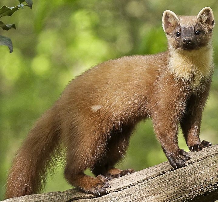 Взято из открытых источников Pinterest 