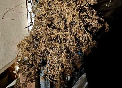 Высушенные растения обнаружены в садовом товариществе