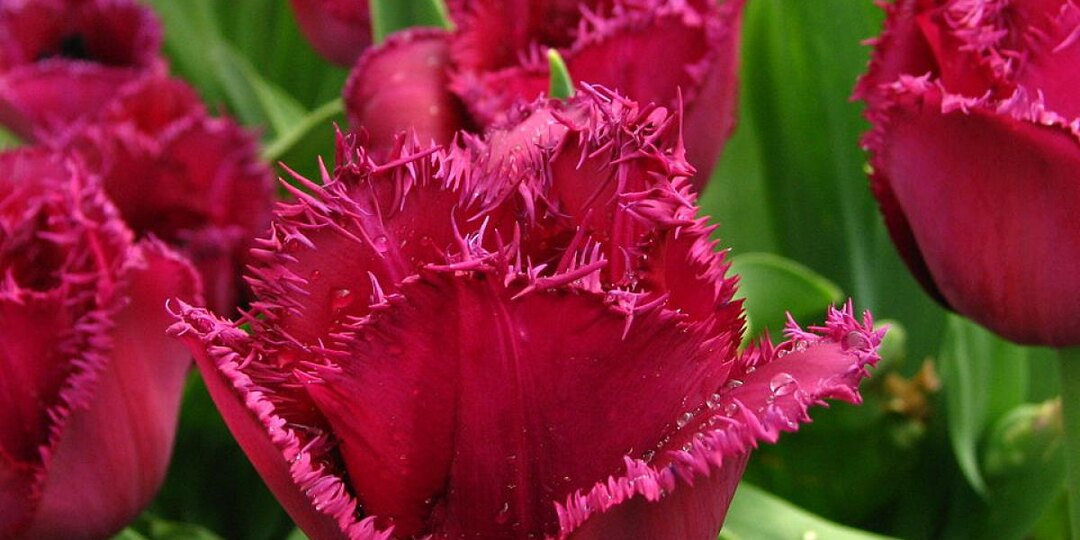 Что делать с тюльпанами после цветения: подготовка к следующему сезону