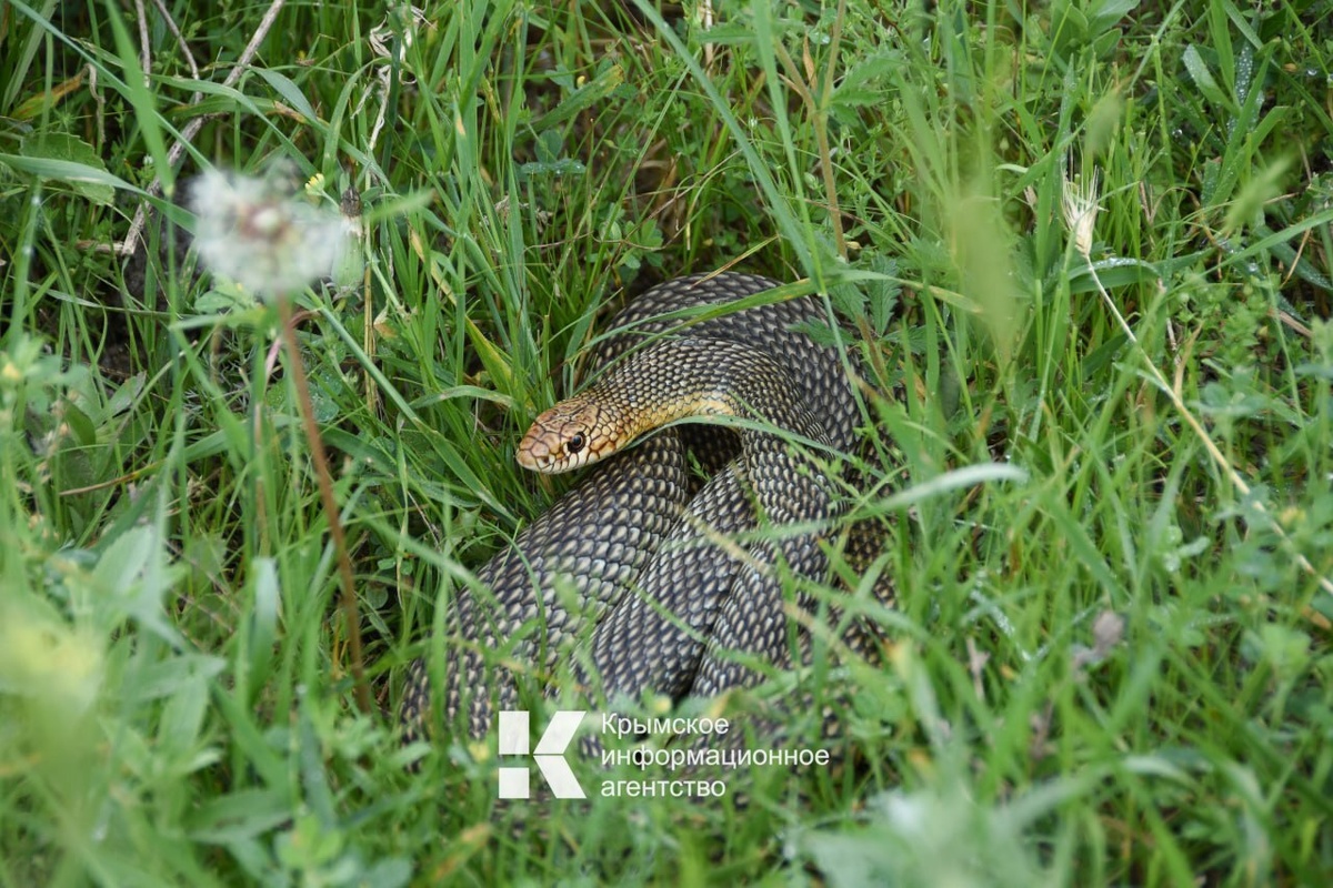 Фото: Гала Амарандо