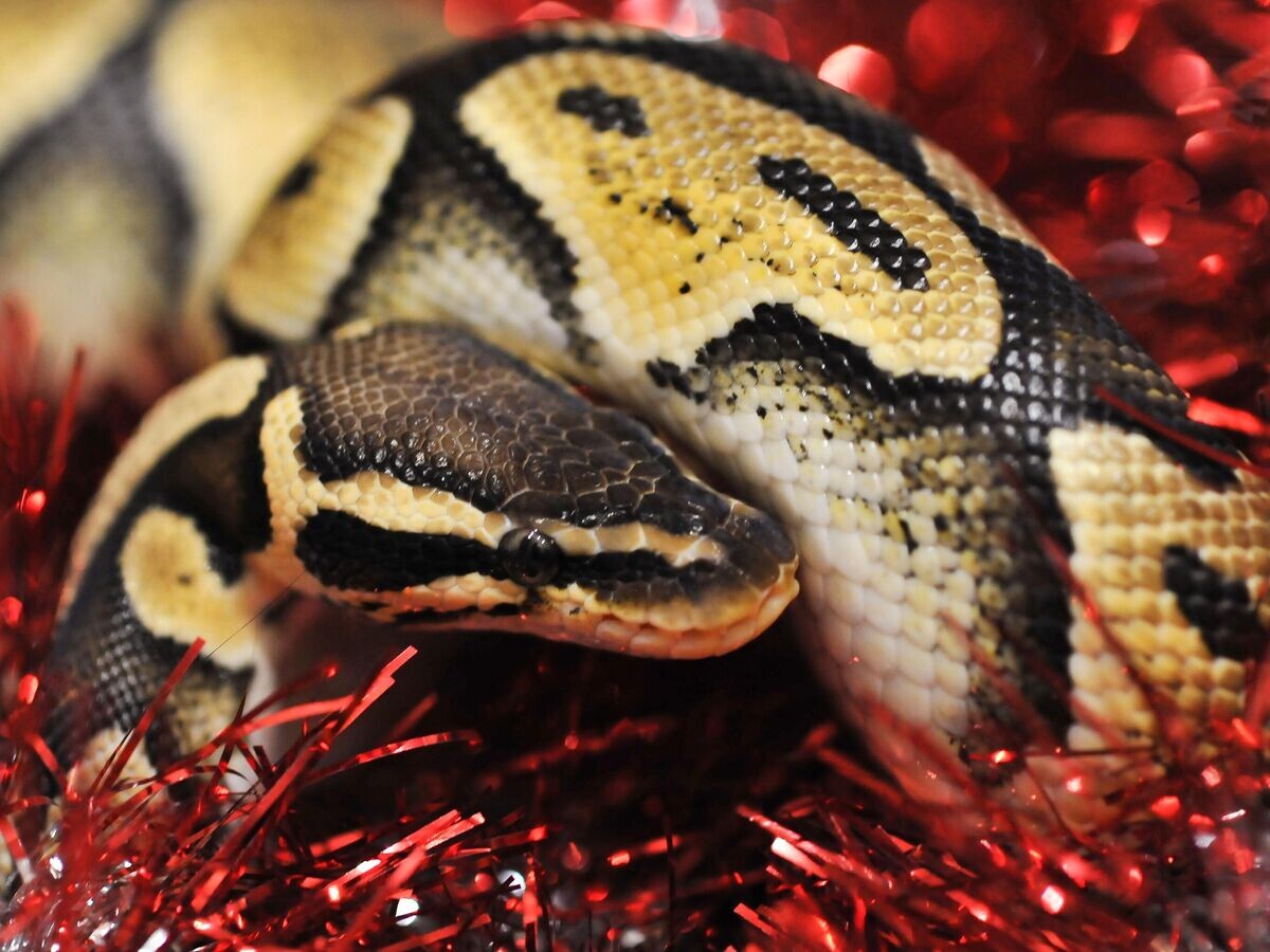    Символ 2025 года по Восточному календарю© РИА Новости / Алексей Сухоруков