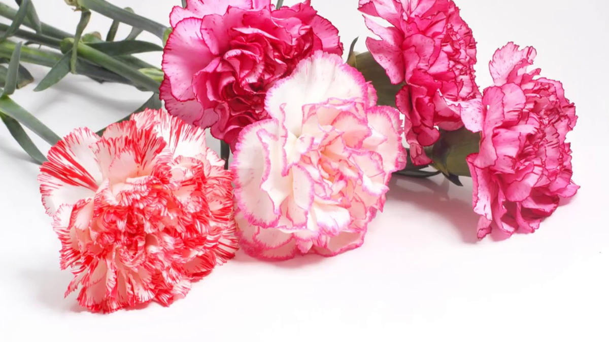 Гвоздика соответствует имени Светлана