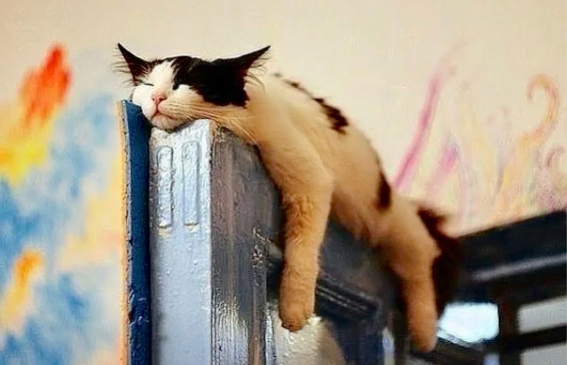 Ля-ля-ля, жу-жу-жу, на дверях я полежу ->->->