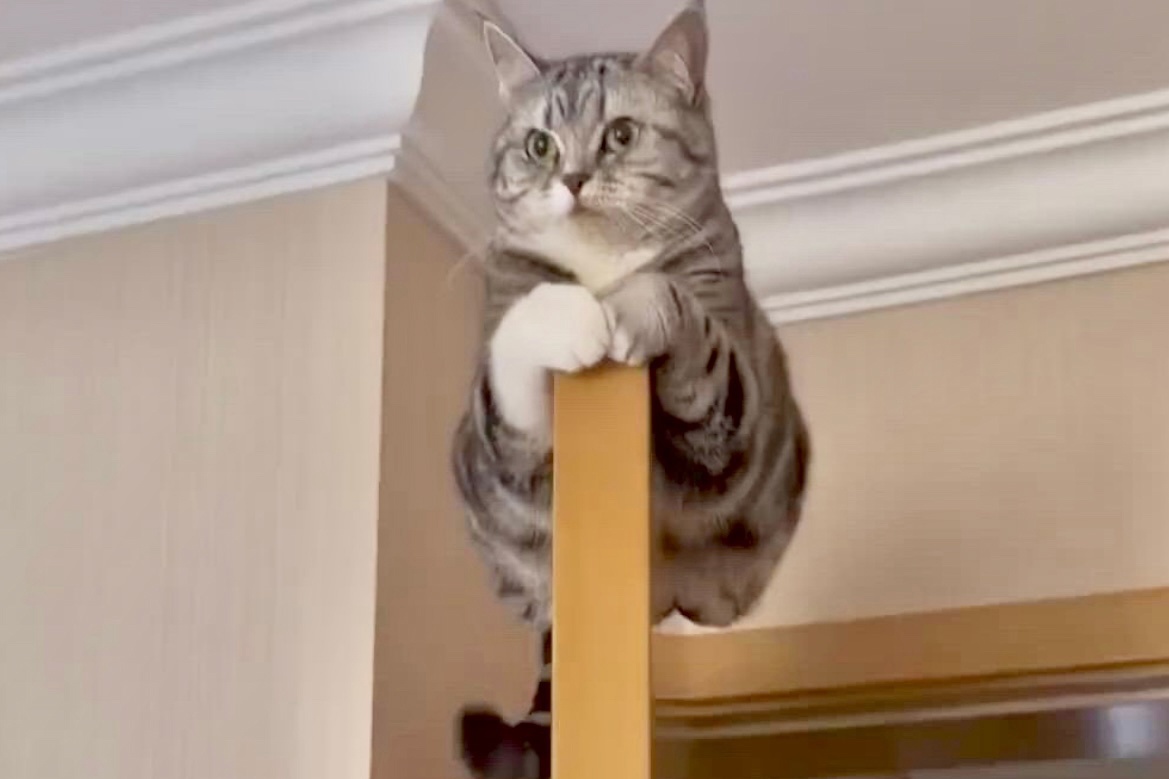 Высоко сижу, далеко гляжу! Ничего от меня не скроете! 