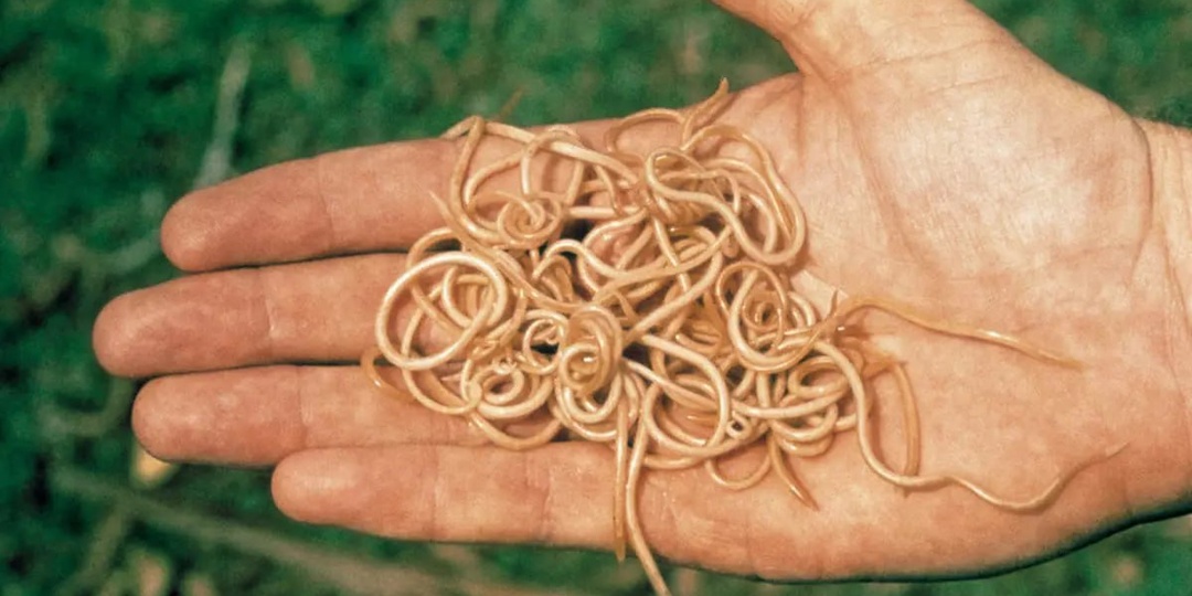 Связь Паразитов и Эпилепсии: Пора Задуматься о Своем Здоровье!