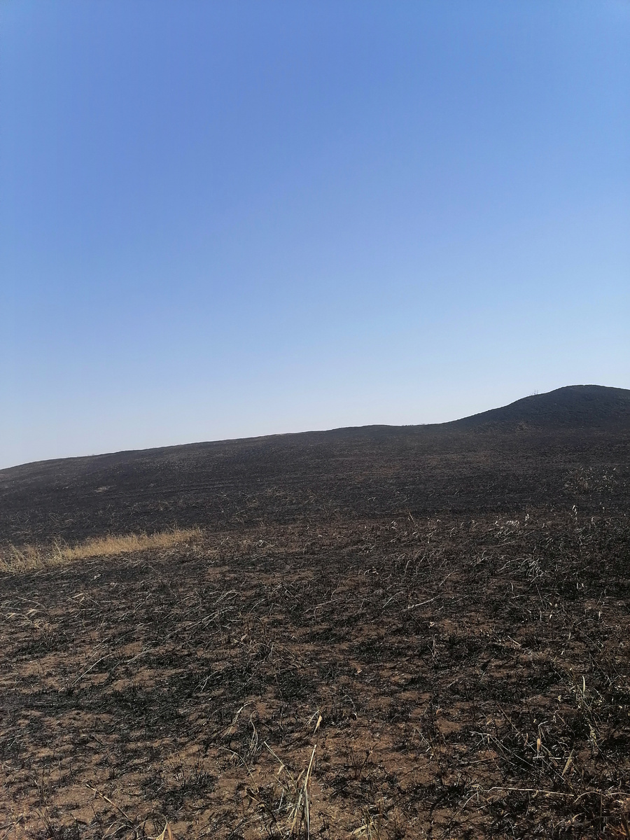 В этой балке рос камш и жили фазаны