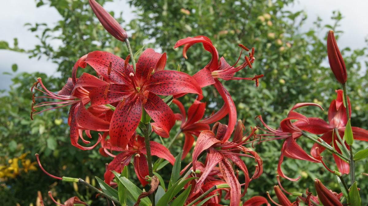 Наши дачные Саранки. Правда красавицы?