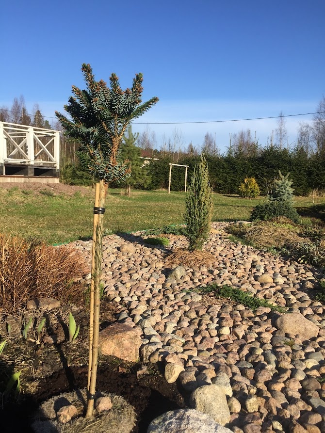 2018 Picea omorika Peve Tijn