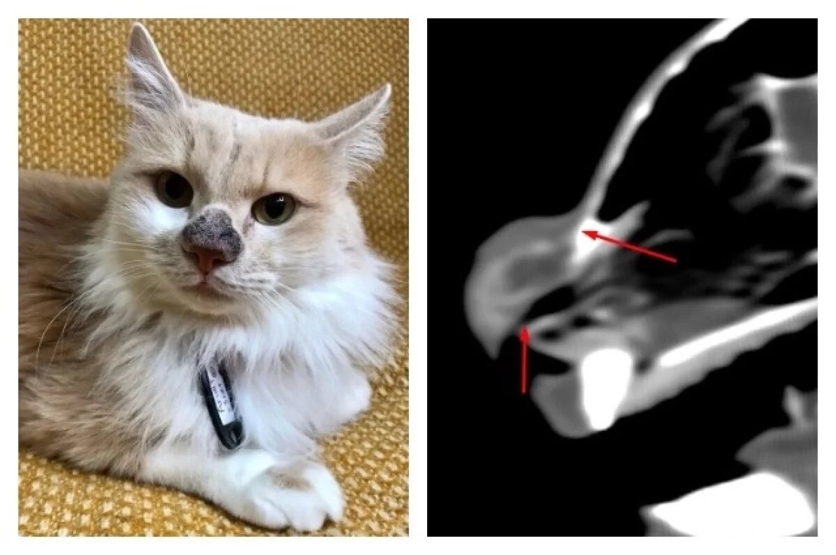    Кошке Агнет удалят опухоль, которая доставляет ей боль